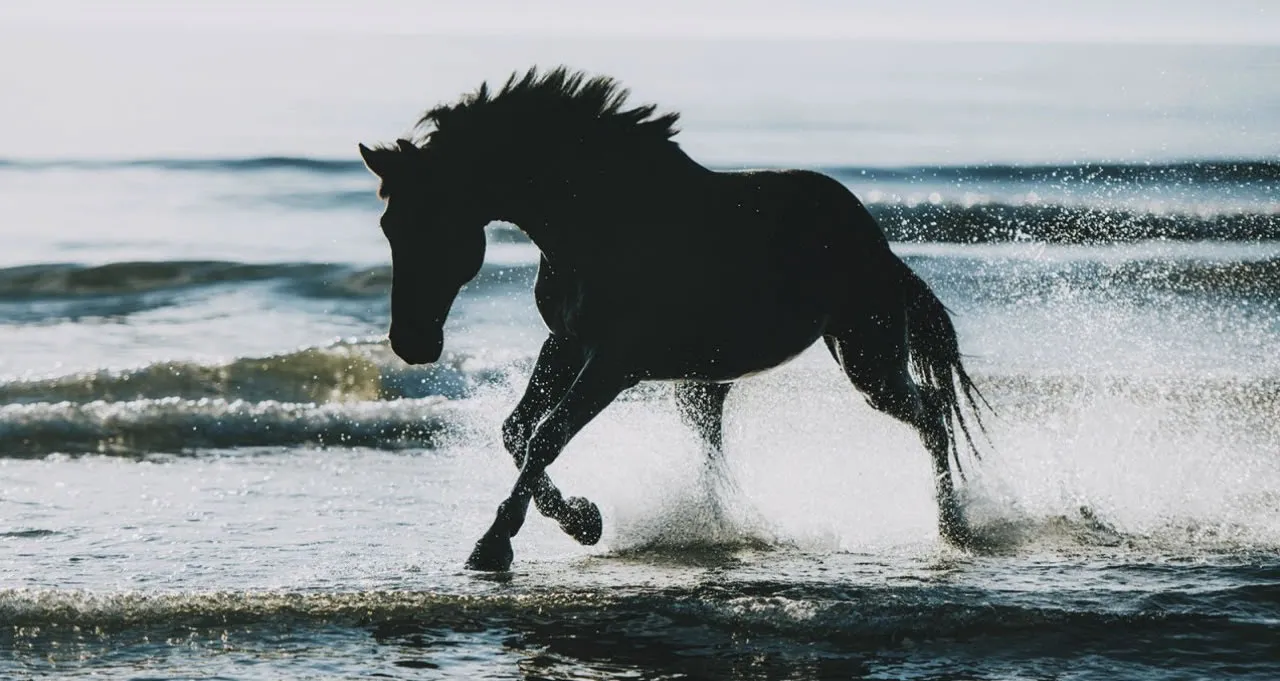horses-music